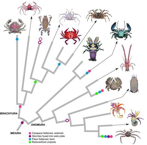 Diving into the Enigmatic Realm of Emerald Crustaceans