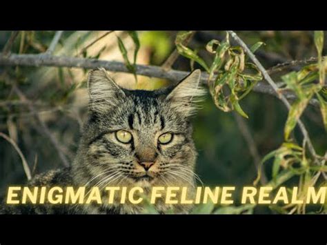 Diving into the Enigmatic Realm of Feline Discomfort