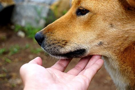 Diving into the Enigmatic Symbolism of Nurturing a Canine Offspring in Dreams