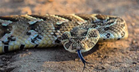 Diving into the Enigmatic World of the Mystifying Puff Adder Serpent