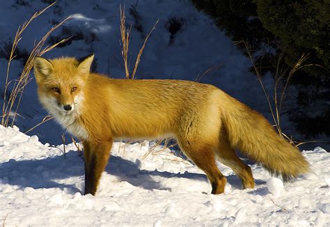 Diving into the Enigmatic World of the Red Fox