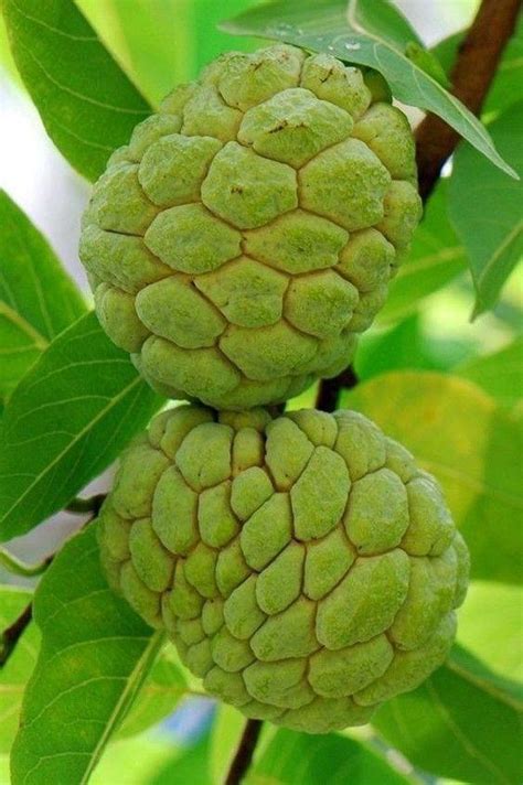 Diving into the Exquisite Flavors of Soursop: A Tropical Delight