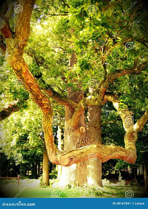 Diving into the History of the Majestic Gilded Oak