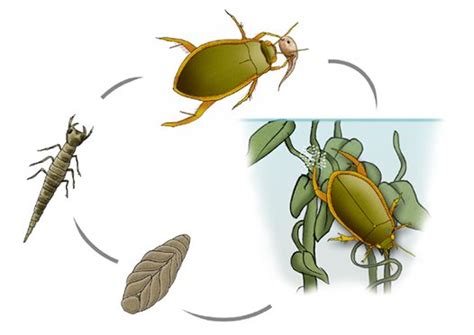 Diving into the Life Cycle of the Mysterious Beetle: A Comprehensive Analysis