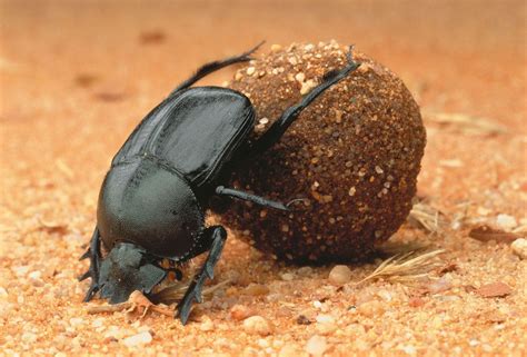 Diving into the Marvelous World of Dung Beetles