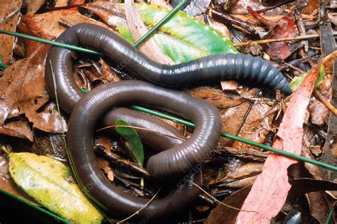 Diving into the Mysterious Realm of Enormous Earthworms