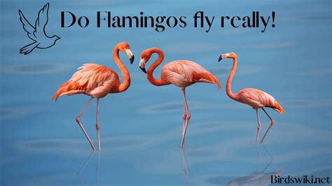 Diving into the Pink Paradise: Understanding the Unique Features of Flamingos