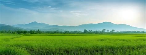 Diving into the Serene World of Green Rice Fields