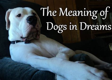 Diving into the Symbolism: Decoding Dreams of an Injured Canine