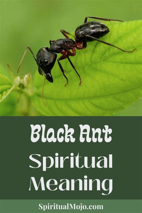 Diving into the Symbolism of Dreaming about Black Ants