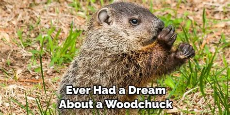 Diving into the Symbolism of Dreaming about Capturing a Woodchuck