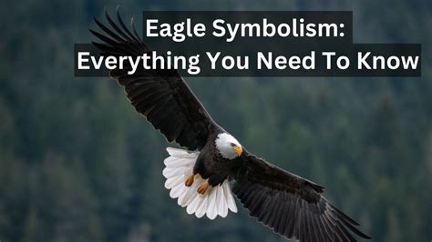 Diving into the Symbolism of the Majestic Eagle Bird