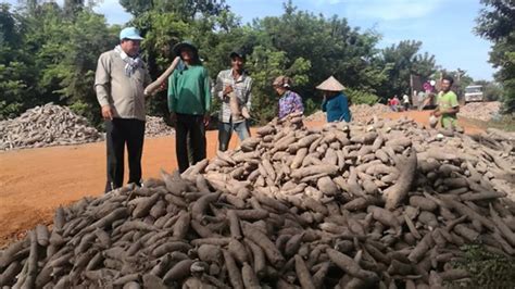 Diving into the World of Cassava: A Brief Overview