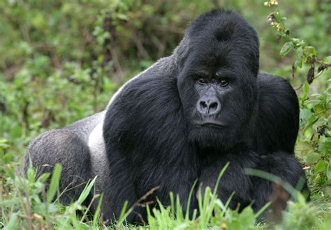 Diving into the World of Charismatic Ebony Gorillas: A Closer Look at Their Distinctive Traits and Behavior