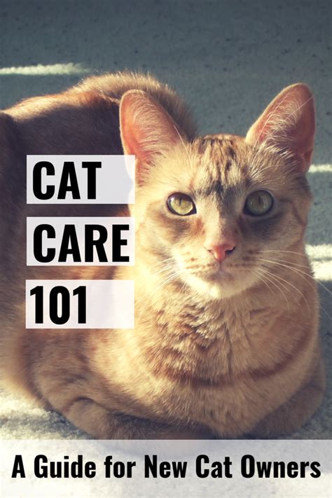 Diving into the World of Feline Care: A Guide for New Cat Owners