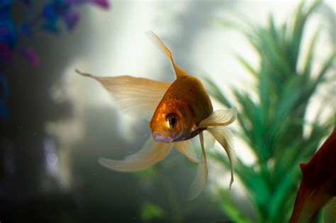 Diving into the World of Goldfish: Exploring the Fascinating Aquatic Realm