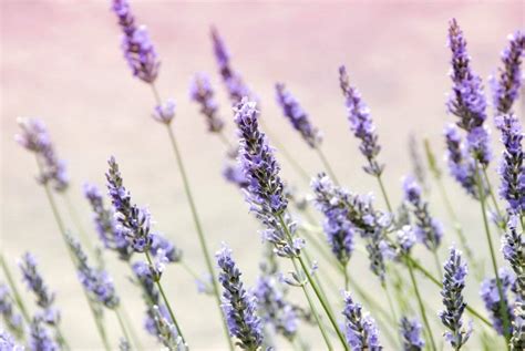 Diving into the World of Lavender: A Journey of Scent and Serenity