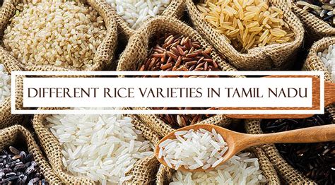 Diving into the origins of various rice cultivars and their cultural significance