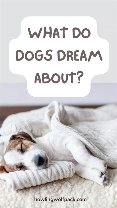 Dog Dreams: Deciphering the Enigma of Canine Slumber