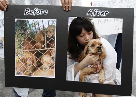 Dog Meat and Animal Rights Activism