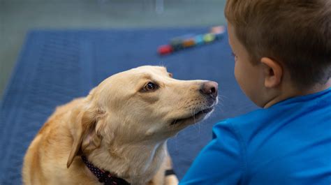 Dogs as Social Support Systems