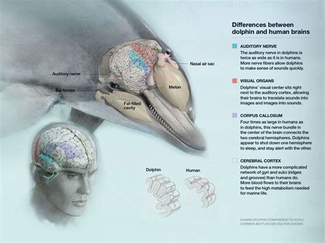 Dolphin Intelligence: The Enigmatic Minds of the Sea