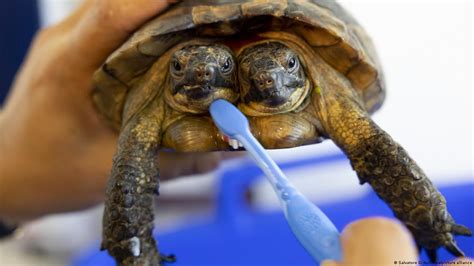 Double Vision: The Dualism and Duality Represented by a Two-Headed Turtle