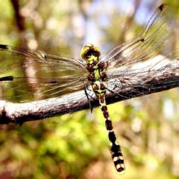 Dragonflies in Various Cultures and Mythologies