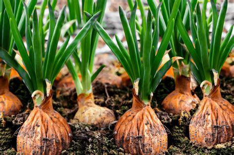 Dream Big: How to Cultivate Homegrown Giants - Onions That Leave a Lasting Impression!