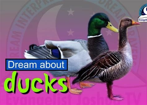 Dream Interpretation: Decoding the Symbolism of Waterfowl Dreams