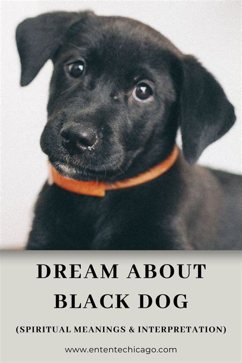 Dream Interpretation: Decrypting the Observed Ebony Canine in Your Dreams