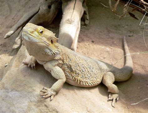 Dream Interpretation: Significance of a Lizard's Presence in Your Dreams