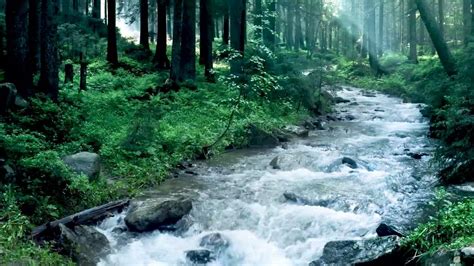 Dream of the Flowing Streams: Unveiling Nature's Gentle Beauty