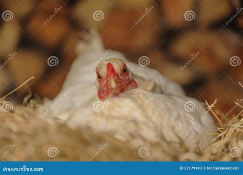 Dreaming About Ending the Life of a Poultry: An Insight into Its Symbolic Meaning