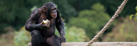 Dreaming About a Juvenile Chimpanzee: Revealing the Bond between Humans and Primates