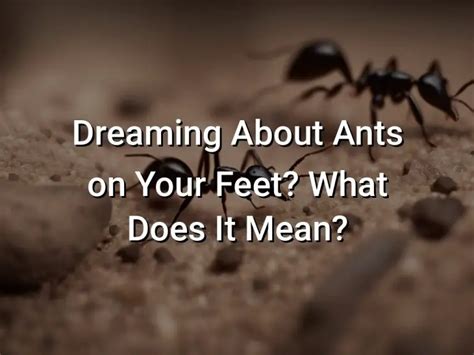 Dreaming about Ants on Feet: An Intriguing Dream Symbol