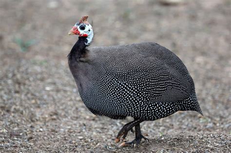 Dreaming in Colors: The Vibrant Plumage of Guinea Fowl