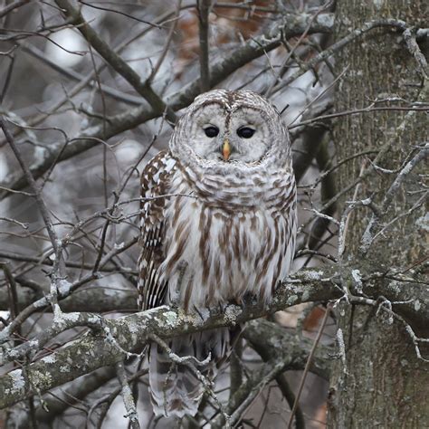 Dreaming of Barred Owl: A Majestic Encounter in Nature