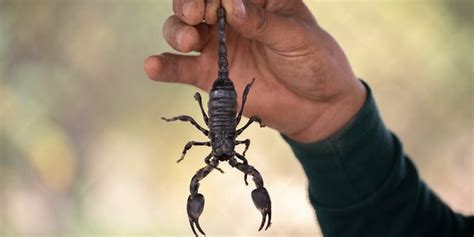 Dreaming of Being Stung by a Scorpion: What Does It Signify?