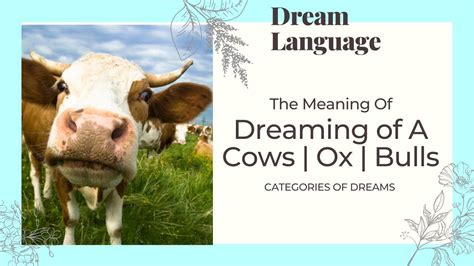 Dreaming of Cows and Bulls: Meaning and Significance