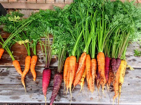 Dreaming of Enormous Carrots: Exploring the World's Most Impressive Carrot Varieties