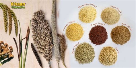 Dreaming of Millet Flour: Why it is a Nutritional Powerhouse