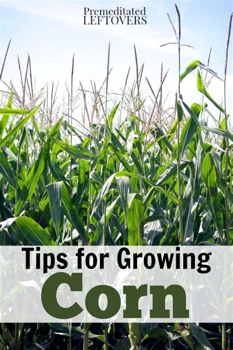 Dreaming of a Bountiful Harvest: The Basics of Growing Corn