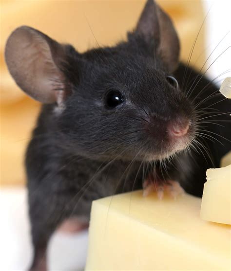 Dreaming of a Furry Companion? Consider Getting a Pet Mouse!