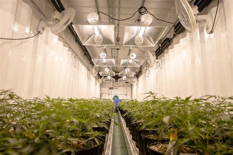 Dreaming of a Green Future: The Thriving Marijuana Industry