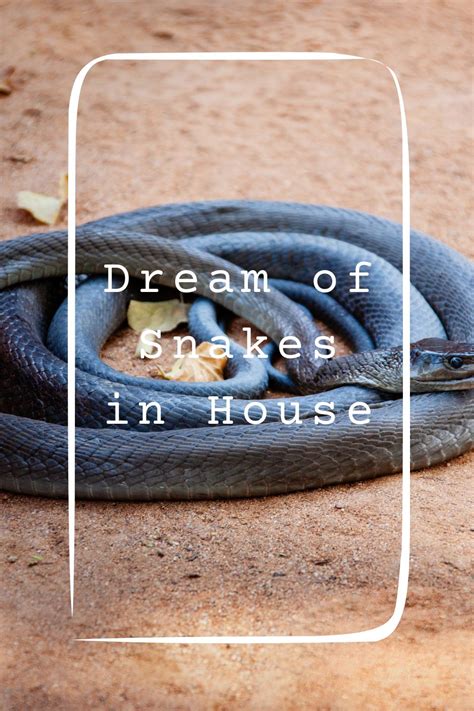 Dreaming of a Snake in Your House: What Does it Signify?