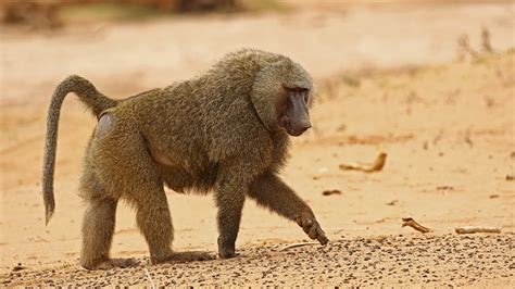 Dreaming of a Tiny Baboon: Could it be an Ominous Sign or a Symbolic Blessing?