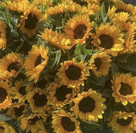 Dreaming of an Impressive Enormous Sunflower: Unveiling its Allure and Symbolism