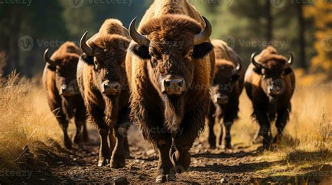 Dreaming of the Thundering Hooves: The Majestic Power of Untamed Herds