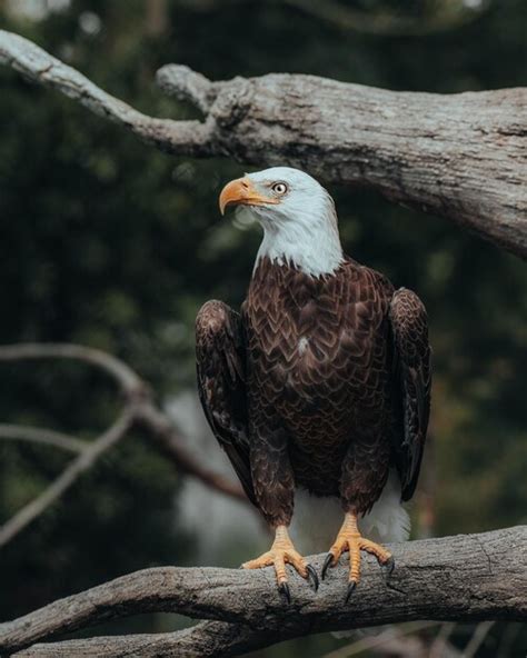 Dreaming of the Ultimate Freedom: Soaring Through the Skies